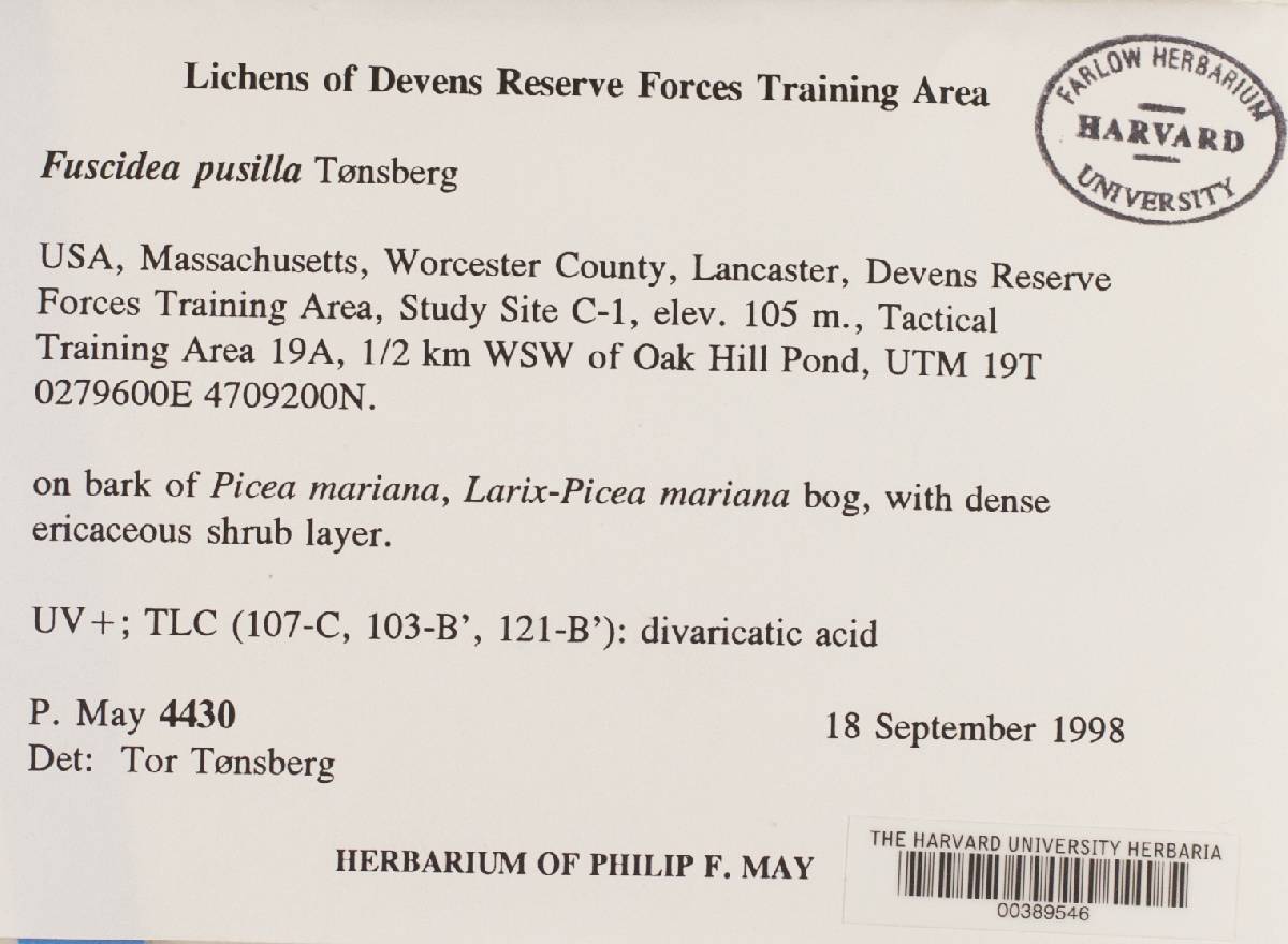 Fuscidea pusilla image