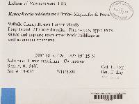 Hyperphyscia adglutinata image