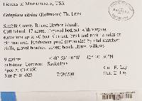 Caloplaca citrina image