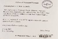 Cladonia grayi image