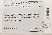 Caloplaca demissa image