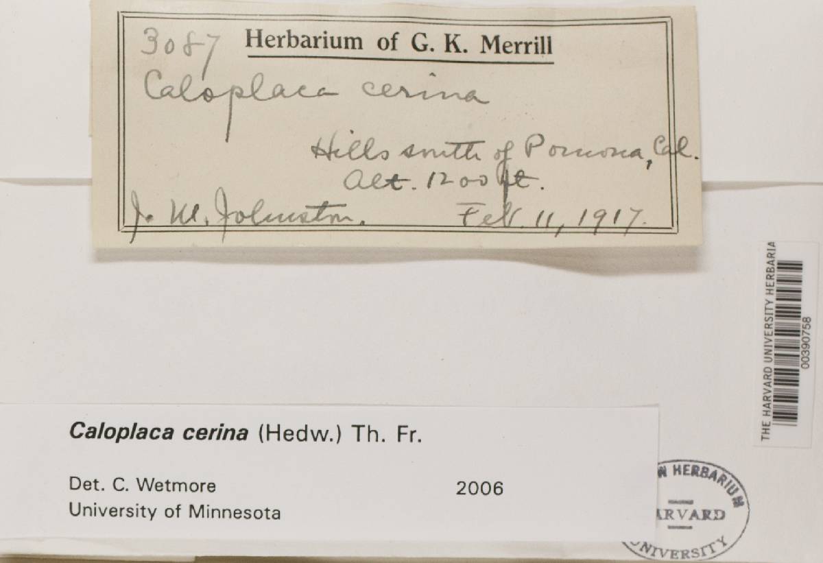 Caloplaca cerina image