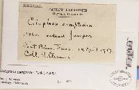 Thumbnail image of current specimen