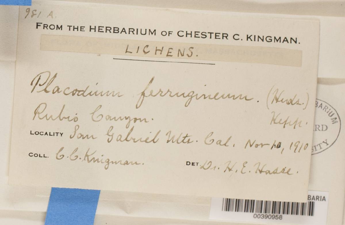 Caloplaca ferruginea image