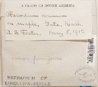 Caloplaca ferruginea image