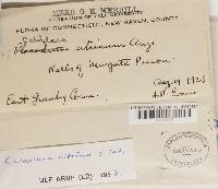 Caloplaca citrina image