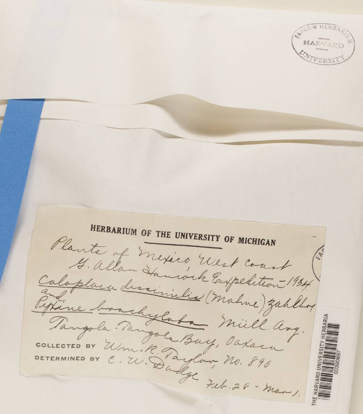 Caloplaca dissimilis image