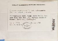 Cladonia squamosa var. subsquamosa image