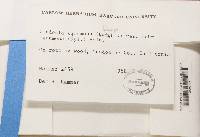 Cladonia squamosa var. subsquamosa image