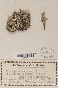 Thumbnail image of current specimen