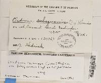 Cladonia squamosa var. subsquamosa image