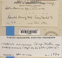 Cladonia squamosa var. subsquamosa image