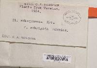 Cladonia squamosa var. subsquamosa image