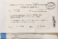 Cladonia squamosa var. subsquamosa image