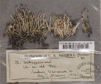 Cladonia squamosa var. subsquamosa image