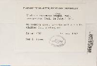 Cladonia squamosa var. subsquamosa image