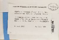 Cladonia squamosa var. subsquamosa image