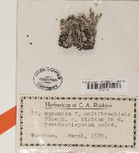 Image Associated With the Occurrence