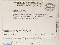 Cladonia squamosa var. subsquamosa image