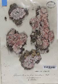 Image Associated With the Occurrence