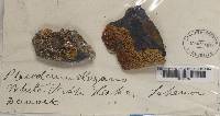 Xanthoria elegans image