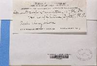 Dermatocarpon miniatum var. complicatum image