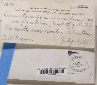 Dermatocarpon miniatum var. complicatum image