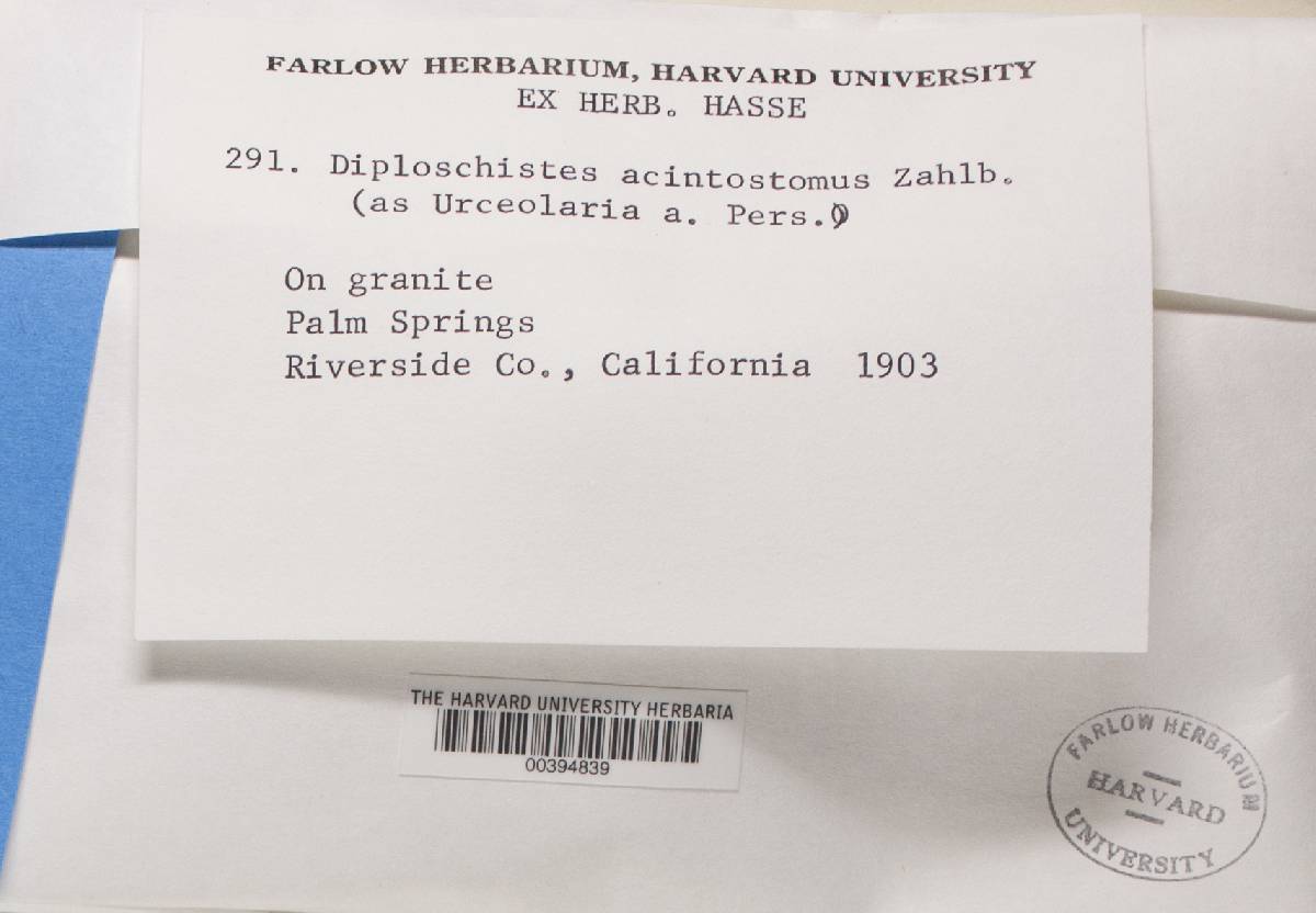 Diploschistes actinostomus image