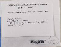 Dermatocarpon miniatum var. complicatum image