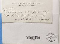 Diploschistes scruposus image