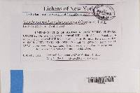 Xanthoparmelia subramigera image