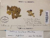 Vulpicida canadensis image