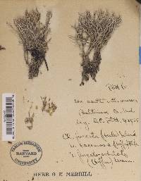 Cladonia furcata image