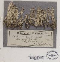 Cladonia furcata image