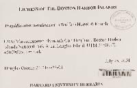 Porpidia albocaerulescens var. albocaerulescens image