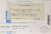 Image Associated With the Occurrence