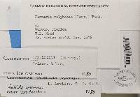 Coccocarpia erythroxyli image