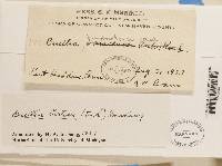 Phaeocalicium curtisii image