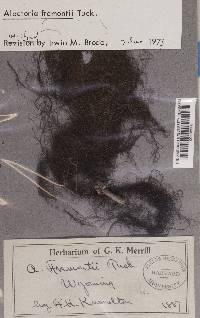 Bryoria fremontii image