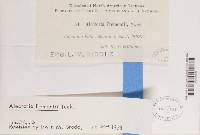 Bryoria fremontii image