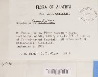 Bryoria fremontii image