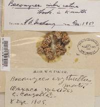 Image Associated With the Occurrence