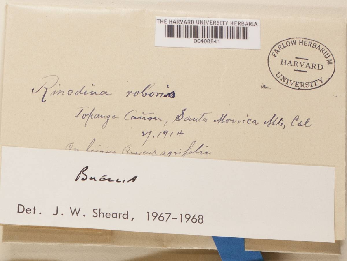 Buellia trypethelii image