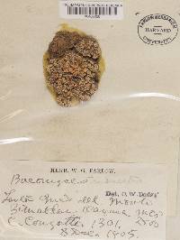 Image Associated With the Occurrence