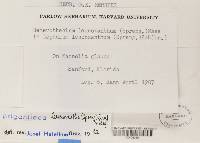 Brigantiaea leucoxantha image