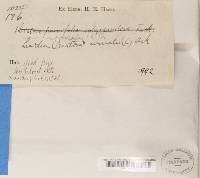 Lecania naegelii image