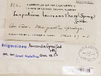 Brigantiaea leucoxantha image