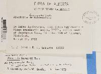 Bryoria fremontii image