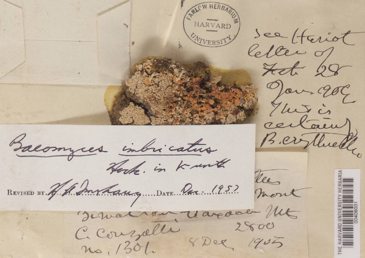 Phyllobaeis imbricata image