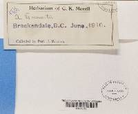 Bryoria fremontii image